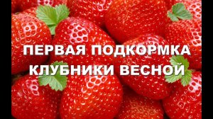 ПЕРВАЯ ПОДКОРМКА КЛУБНИКИ ВЕСНОЙ