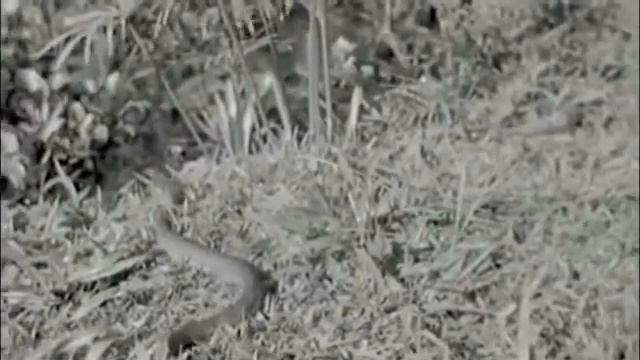 Borneo and Komodo Island 1953 смотреть онлайн