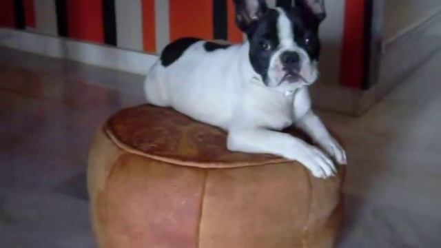 Maikel y su Puf смотреть онлайн