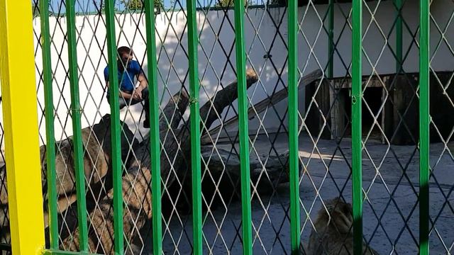 Чемпион мира по тяжелой атлетике Апти Аухадов навестил в Грозненском зоопарке своего льва Алима смотреть онлайн