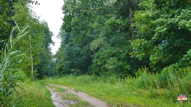 THUNDER And RAIN. Rain Sounds For Relaxation, Concentration Or Sleep. White Noise. 10 Hours