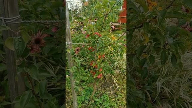 Яблоня Китайка Керр смотреть онлайн