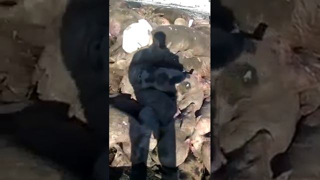 Африканская чума в пензенской области смотреть онлайн