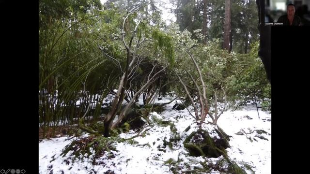 The Cultivation of Rhododendron species, Meconopsis, and Cardiocrinum смотреть онлайн