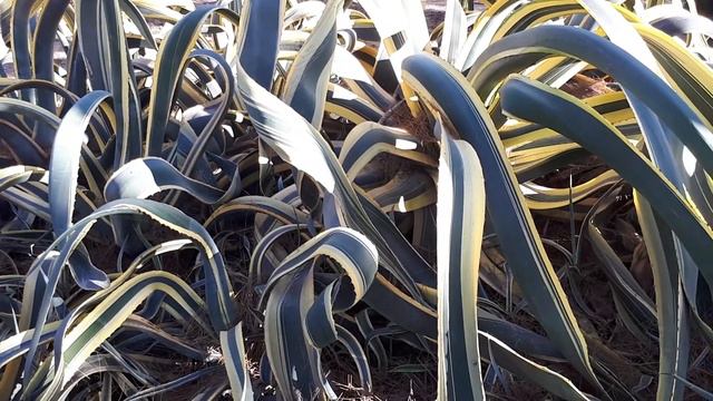 Agave americana marginata смотреть онлайн