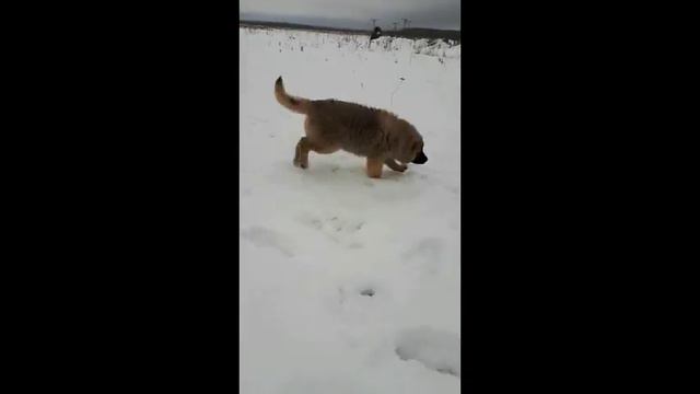 Кавказиха на прогулке смотреть онлайн