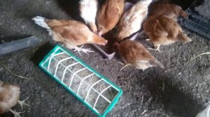 ЦЫПЛЯТАМ 2 МЕСЯЦА