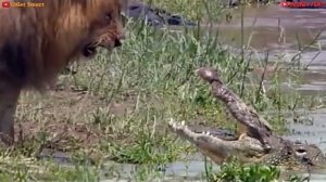 Топ 10 Самых Сильных Хищных Животных В Мире! - Добыча Против Хищника