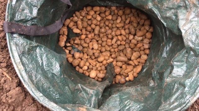 КАК ПРАВИЛЬНО ПОСАДИТЬ ГОЛУБИКУ смотреть онлайн