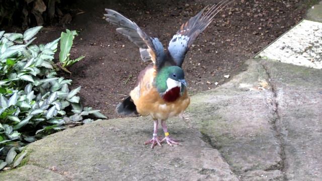 Mindanao Bleeding Heart making wing gestures смотреть онлайн