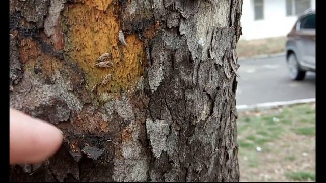 Как зимуют насекомые в Анапе??? смотреть онлайн
