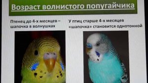Определение пола и возраста волнистых попугайчиков