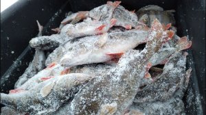 Выход крупного окуня на блесну зимой. Ловля окуня на балансир. Ловля зимой на блесну. Ильмень.