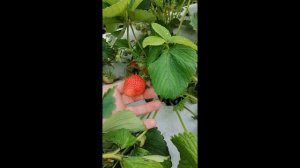 Клубника сорт Фелиция. Ремонтантный сорт. #shorts