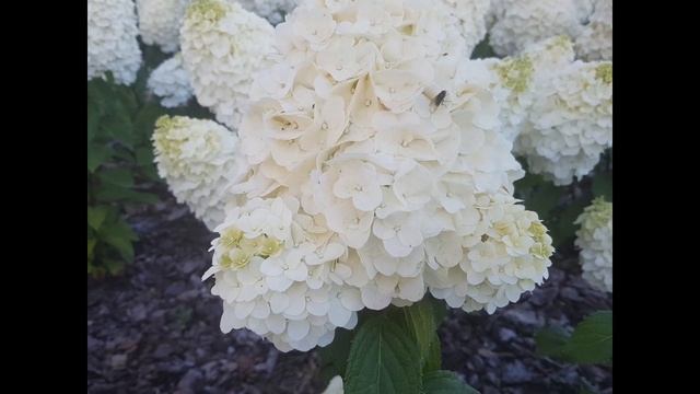 Hydrangea paniculata 'Magical Mont Blanc' – Bugás hortenzia | Csúcsos virágú Bugás Hortenzia смотреть онлайн