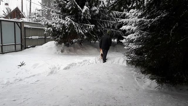 Алабай и команда апорт смотреть онлайн
