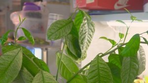 Как вернуть листья лимону. Пробуждение спящих почек. Проверенный способ.