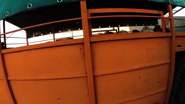 Очередная погрузка отличных телок симментальской породы смотреть онлайн