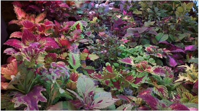 Комнатные цветы зимой. смотреть онлайн