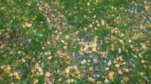 Газонные решетки 2 года эксплуатации