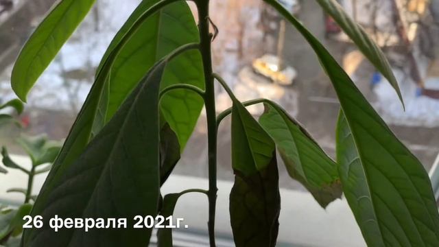 Нарцисс Датч Мастер желтый | NARCISSUS DUTCH MASTER смотреть онлайн