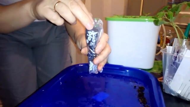 ? Рассада помидоров в пеленках. Собственный опыт выращивания рассады в пеленках. смотреть онлайн