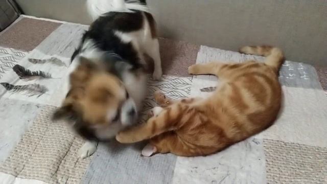 Разбудили,ТОБИ забияка а ПЕРСИК любитель поспать. смотреть онлайн