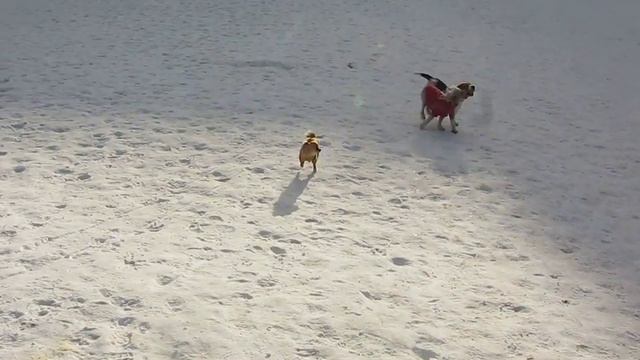 chihuahua смотреть онлайн