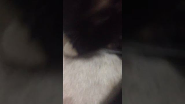 Kitten sounds like predator. Chasing laser pen. смотреть онлайн