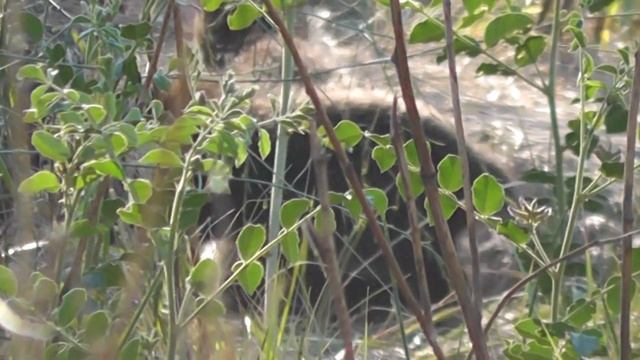 У ЕНОТОВИДНОЙ СОБАКИ: МАТЬ УШЛА НА ОХОТУ, ДЕТИШКИ РЕЗВЯТСЯ смотреть онлайн