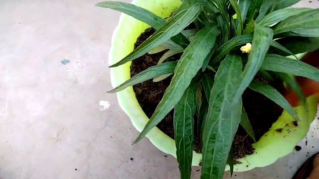 How To Grow Maxican Petunia || Plants Repotting || Summer Plants || смотреть онлайн
