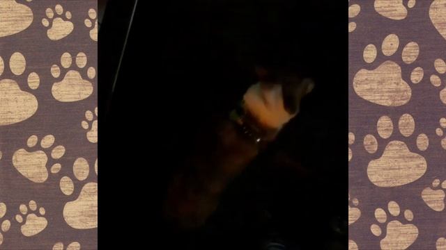 ВЕЛЬШ КОРГИ ПЕМБОК песик Бобик приколы с собаками. СМЕШНАЯ ОЗВУЧКА СОБАКИ смотреть онлайн