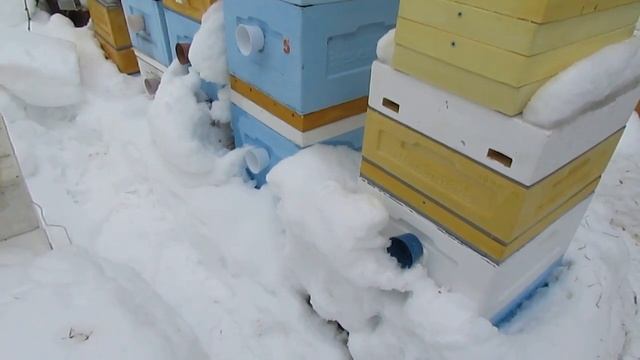 проблемы с пчелами в феврале, распался клуб и теплый холстик, что делать пчеловоду ? смотреть онлайн