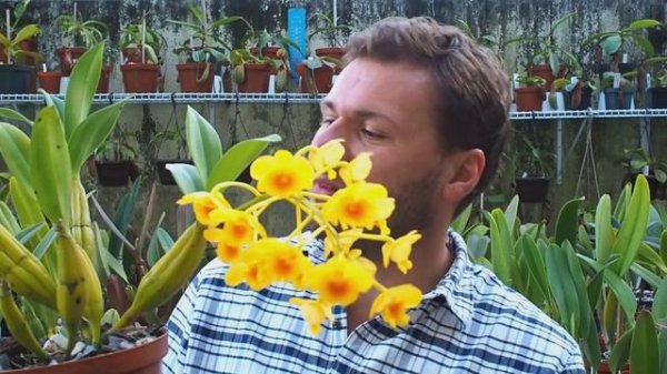 Dendrobium chrysotoxum - Orchideen erfolgreich pflegen