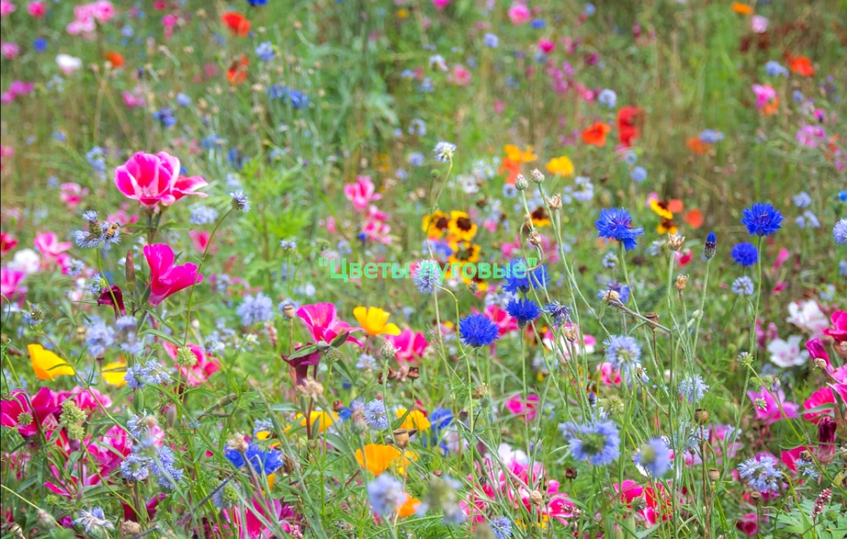 Цветы полевые. Участвую в фестивале-конкурсе цветов. #ЦветочныйФурор2021.mp4