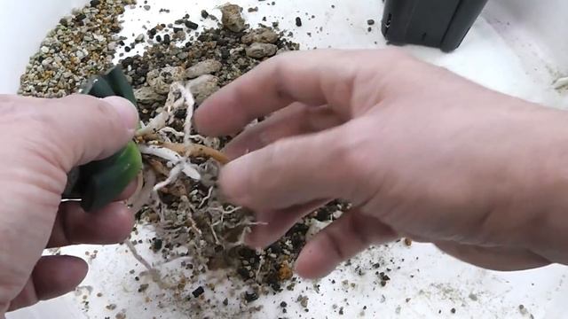 【多肉植物】銘品玉扇植替え葉挿し繁殖！ハオルチア Haworthia Truncata Genbu! Succulents ビザールプランツ