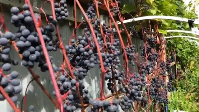 Виноград П-33 и П-26 смотреть онлайн