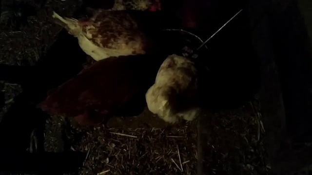 Наши птички и их ..... жизнь. смотреть онлайн