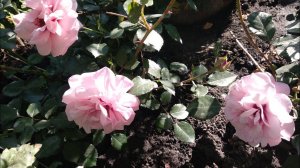 Новые розы в моем саду #2. Глориус Бебилон айс, Персиан Мистери, Гипноз, Лоран Каброль, Жанна Моро