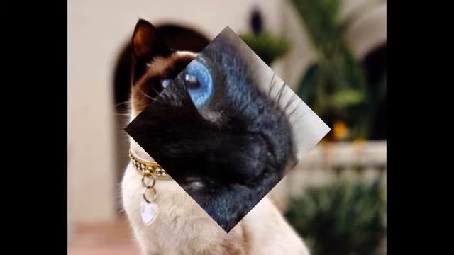 Прелестные сиамские кошки! смотреть онлайн
