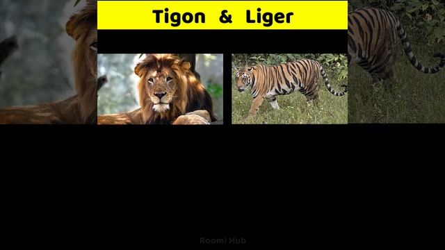 Liger and Tigon animals | Liger and Tigon who are made with combination of lion and tiger #Shorts смотреть онлайн