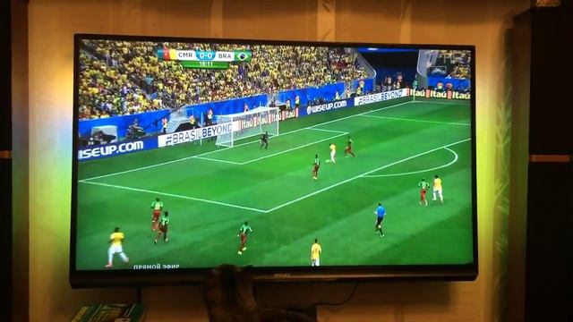 Мой кот помогает играть в футбол смотреть онлайн