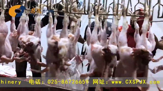 Линия убоя птиц, убойная машина, ООО "Чан Сюнь", Китай смотреть онлайн