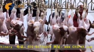 Линия убоя птиц, убойная машина, ООО "Чан Сюнь", Китай