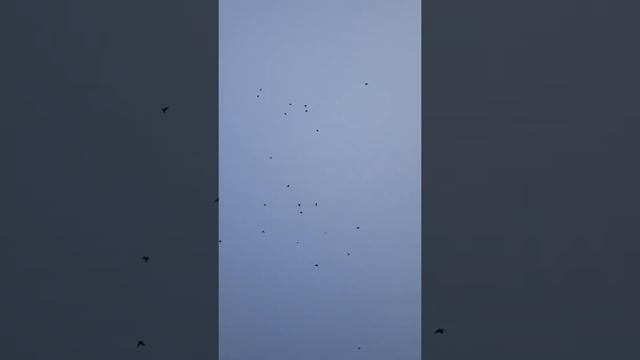 польот голубей вертунов смотреть онлайн