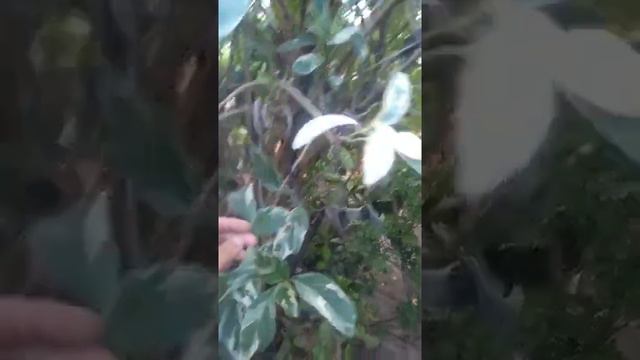 Псевдерантемум растение смотреть онлайн