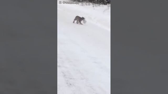 Рысь ловит зайца беляка смотреть онлайн
