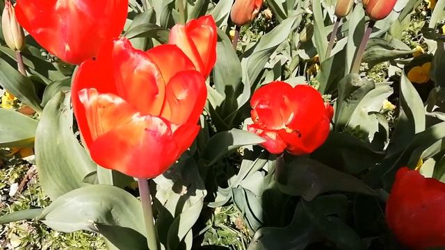 PIANODELICA - Relax смотреть онлайн