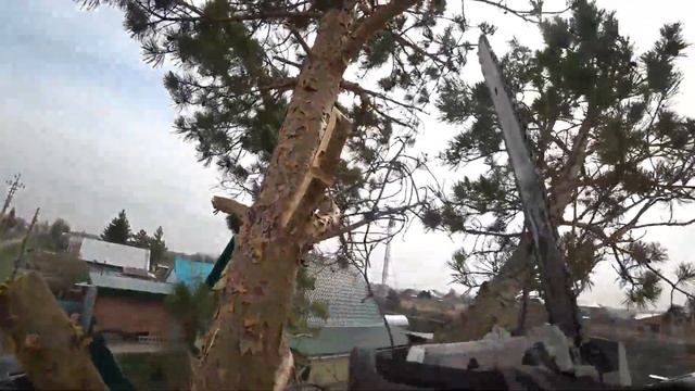 пилю елку.или сосна. смотреть онлайн