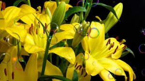 ДЛЯ ТЕБЯ, ДЛЯ ОДНОЙ !